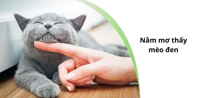 Nằm mơ thấy mèo đen