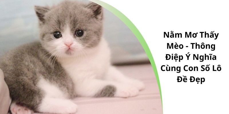 nằm mơ thấy mèo